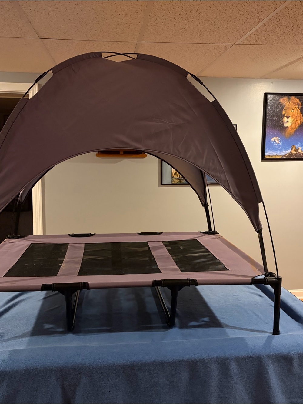 Previously Used Gray and Black Elevated Dog Bed with Canopy